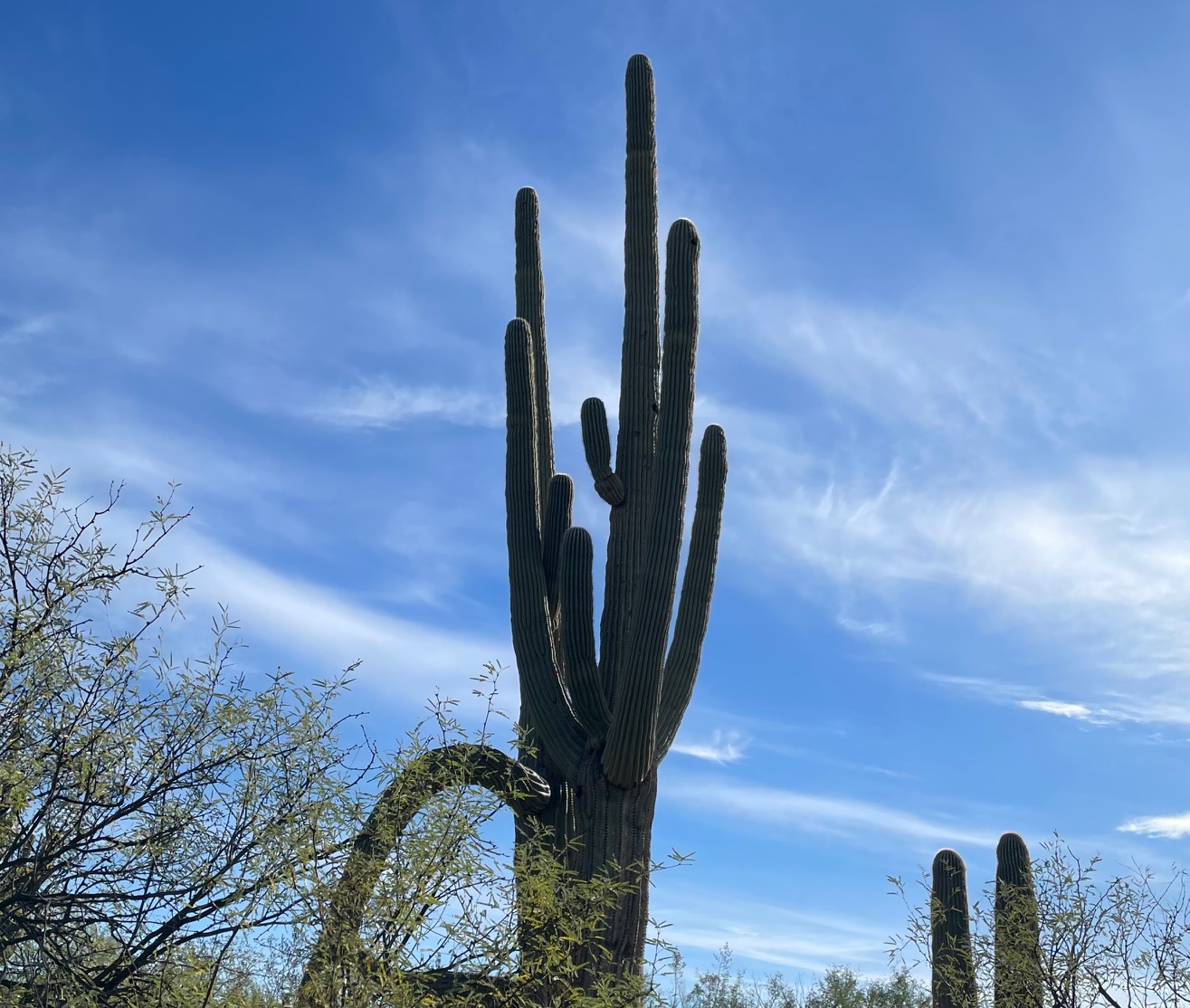 An unusual Saguaro