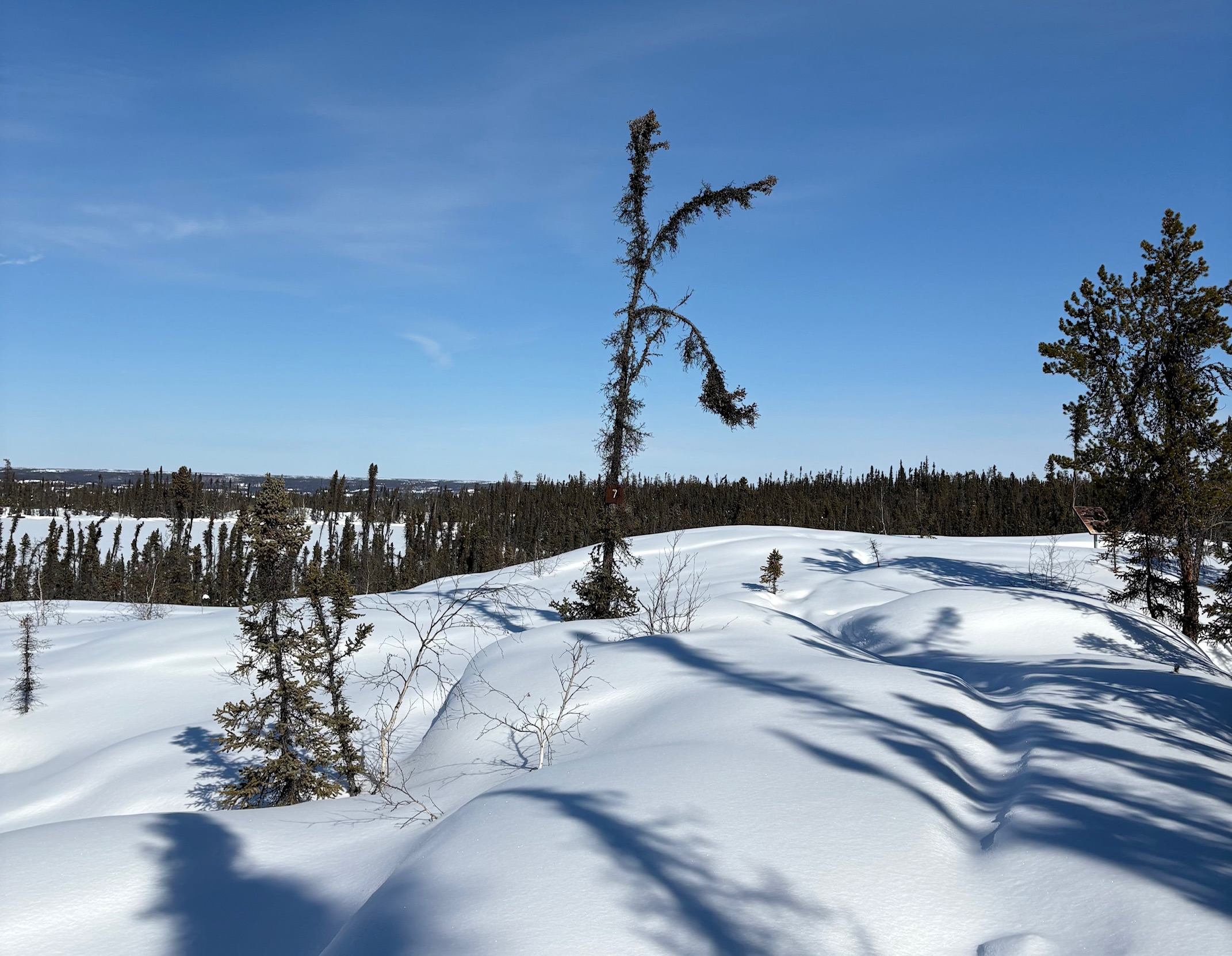 An unusual black spruce