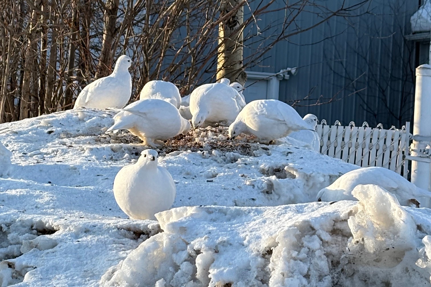 Willow ptarmigans